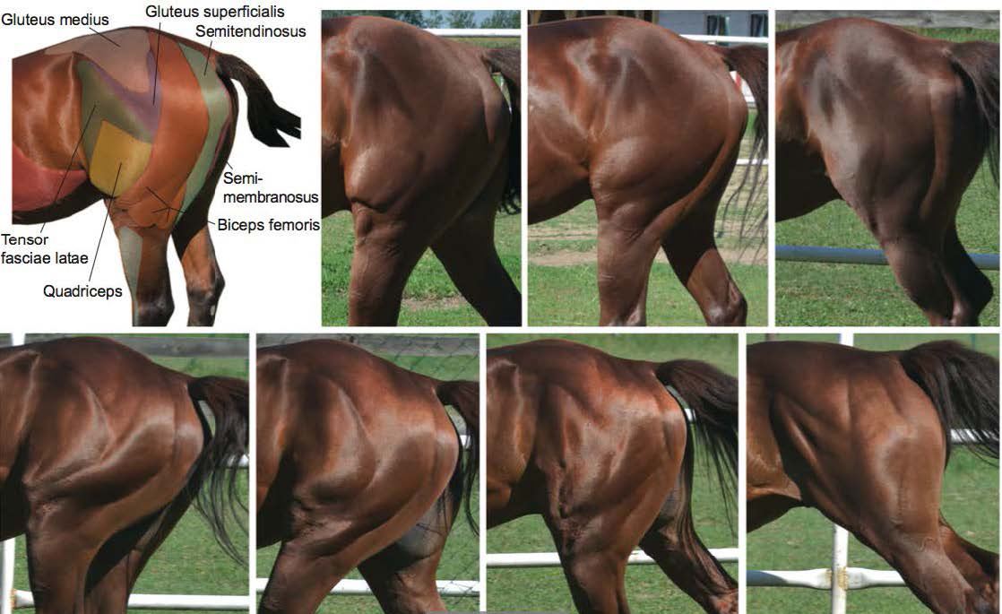 Equine facial marking