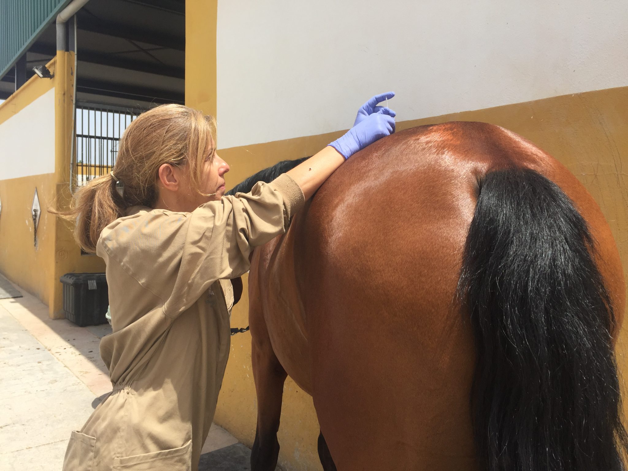 Examining the Science Behind Equine Dry Needling Myopain Seminars