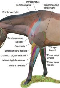 Atlas of the Equine Musculoskeletal System, 2nd Edition